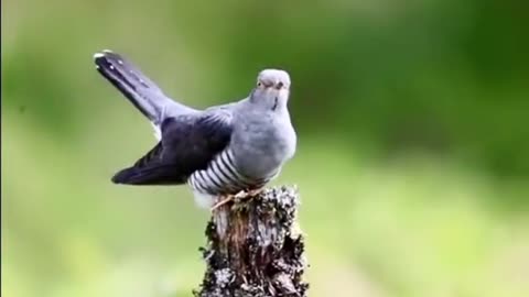 Cuckoo song