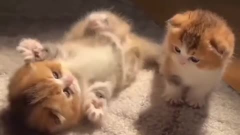 Cute cats baby
