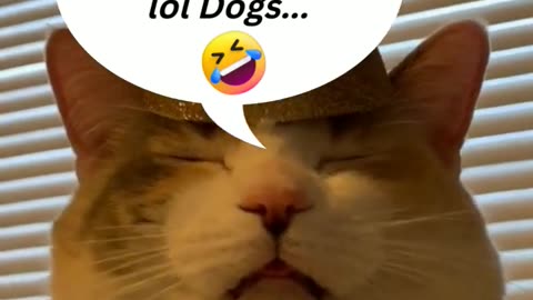 Top Funniest Animal Videos of 2022 // Cat Reaction #shorts #cats #funny