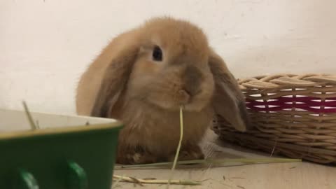 ASMR Bunny Eating too loud