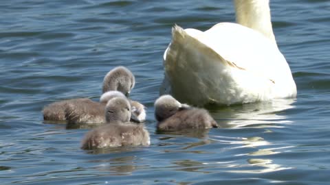 Swan Baby Young Cute Swim Family Sweet Water