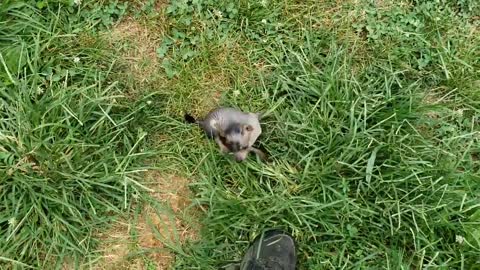 Tiny Hairless Puppies on the run!