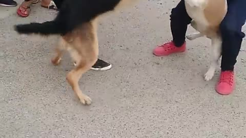 pitbull attack' on german shepherd dog Vs dog fighting