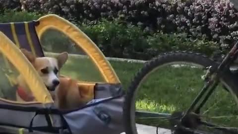 Corgi se sienta y disfruta de un adorable paseo en bicicleta