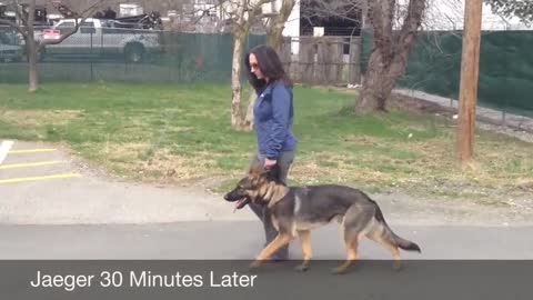 Training a scared German Shepherd Dog