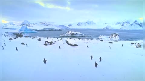 Penguins Beautiful Cute Penguins Arctic Life Arctic Animals Nature Arctic Penguins