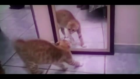 Cat and mirror in my room