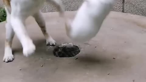 Cat and rabbit fight don`t miss - follow me