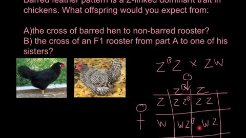 ZW inheritance in birds