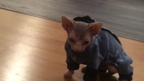 Sphynx kitten wearing pjs for the first time