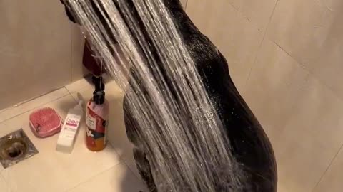 Cute dog taking a bath must watch 🐱