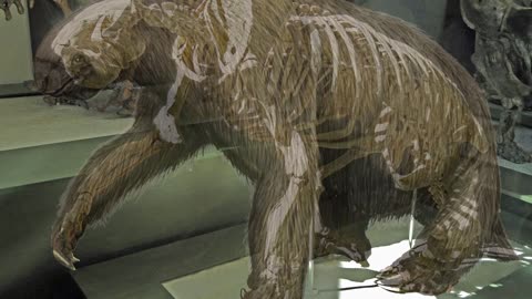 Short Faced Bear VS Giant Ground Sloth - Size Comparison