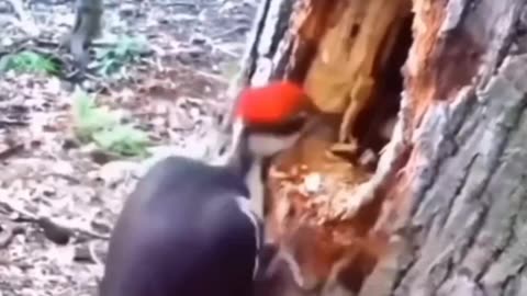 Funny animals video