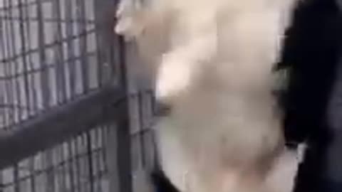 Dog scared of funny animal