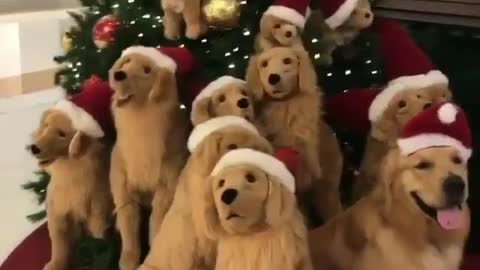 A dog for Christmas.