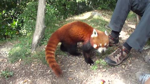 Red Panda Close Encounter @ the Wellington Zoo