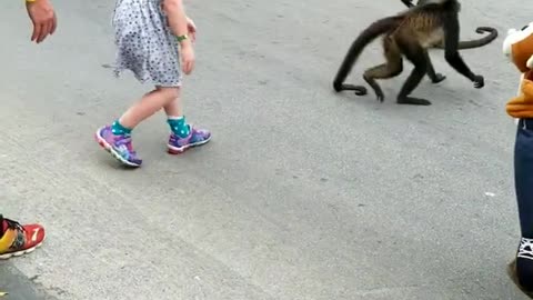 Monkeys Attempt Abduction of Child ,funny monkey, monkey fun