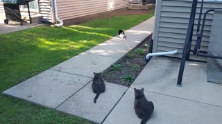 Cats defending their property