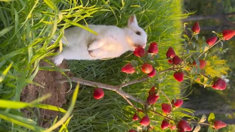Cute Rabbit video || eat Strawberries