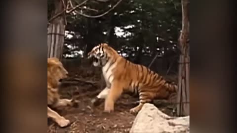 Lion vs Tiger challenge