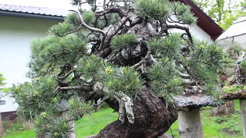 The Bonsai garden of Walter Pall