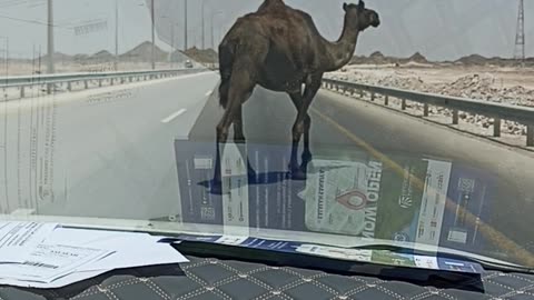 Camel right in front of Car
