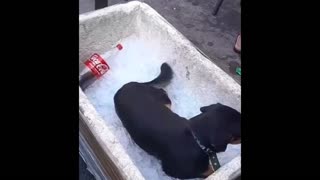 puppy cooling off 🤩😍