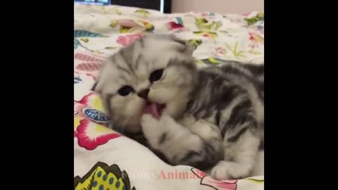 So many cute kittens videos compilation 2023