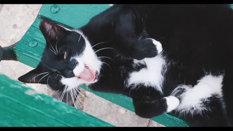 So Cute Cat Funny Video