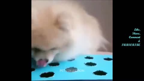 Funny dog videos