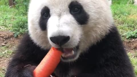 cute panda