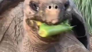 Best funny Animal Videos Of 2022