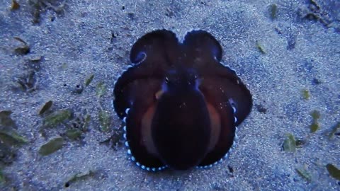 The very rare black Octopus swimming deep under the Sea