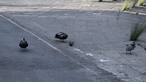 Pacific Black Duck - Australian Bird | Short Documentary