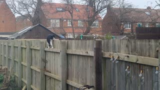 Cat Awkwardly Shuffles Along Fence