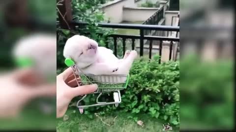 cute and funny puppy