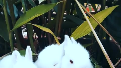 cute rabbits eating video, "Adorable Rabbit Munching on Fresh Veggies - Too Cute to Miss!"