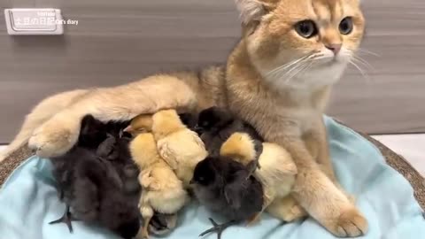 When the rooster and hen are away, the kitten takes care of the chicks