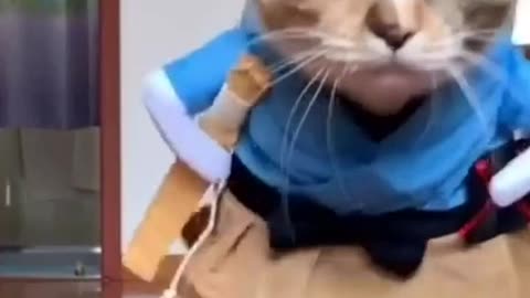 WOW Funny Moment Viral Cat Cute #Funny #Animal #Cat #Dog #Viral