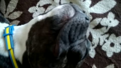 French bulldog Alma, daytime sleep comes first