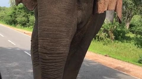 Sri Lankan Jumbo