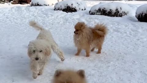 funniest dogs video, best animals video