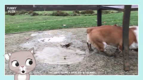 Funny Cat Falls Into the Bathtub *Cat Fail*