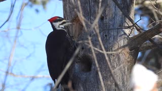 Winter Birds of Mud Lake, Ottawa, Canada