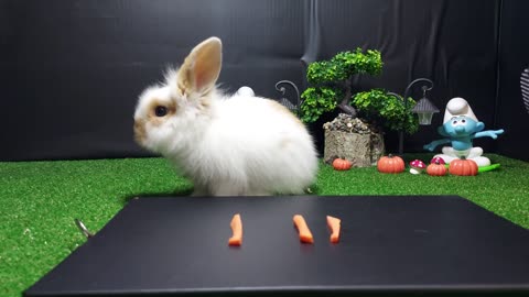 Rabbit eating video