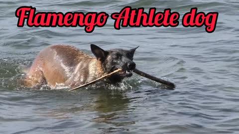 Flamengo Athlete Dog