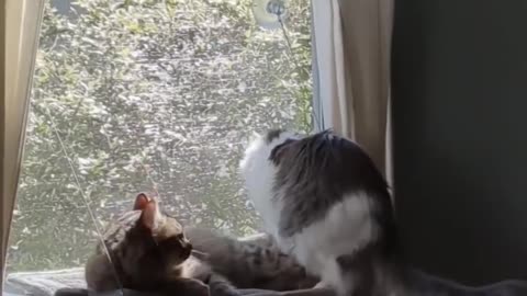 Funny-animal-videos-Funny-cat-videos-and_8
