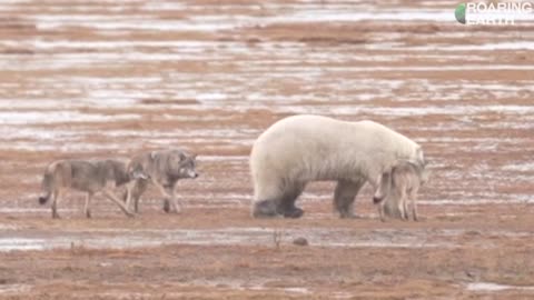 Wolf Pack vs. Polar Bear: Rare Face Off in the Arctic