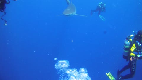 Diving With Sharks, Jupiter Florida
