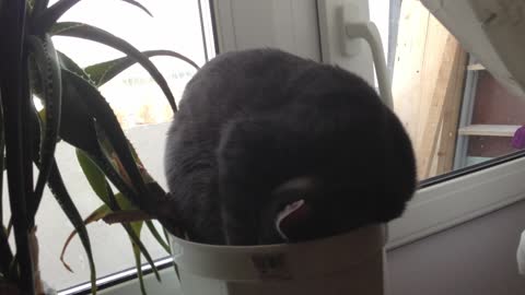 Tired Cat Caught Sleeping In A Flower Pot